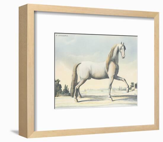 Horse L'Andaloux-null-Framed Art Print