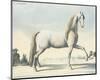 Horse L'Andaloux-null-Mounted Art Print