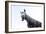 Horse Laughing-Charles Bowman-Framed Photographic Print