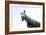 Horse Laughing-Charles Bowman-Framed Photographic Print