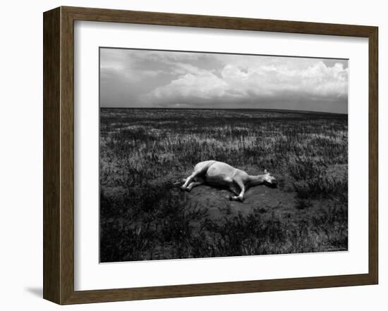 Horse Lying on Side in Field-Krzysztof Rost-Framed Photographic Print