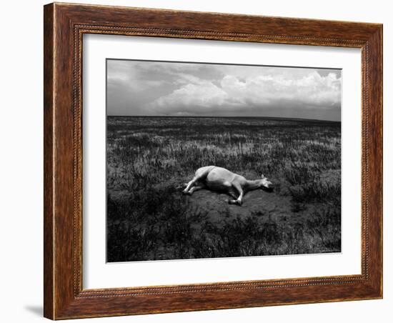 Horse Lying on Side in Field-Krzysztof Rost-Framed Photographic Print