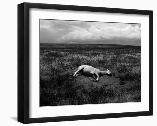 Horse Lying on Side in Field-Krzysztof Rost-Framed Photographic Print