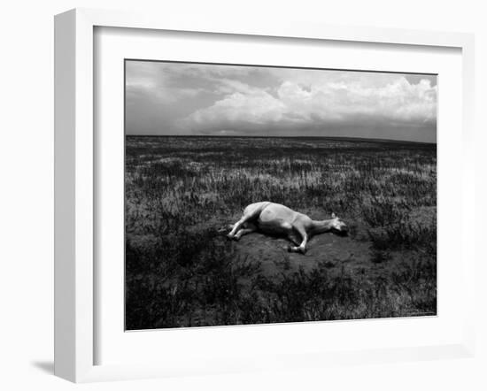 Horse Lying on Side in Field-Krzysztof Rost-Framed Photographic Print