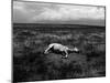 Horse Lying on Side in Field-Krzysztof Rost-Mounted Photographic Print