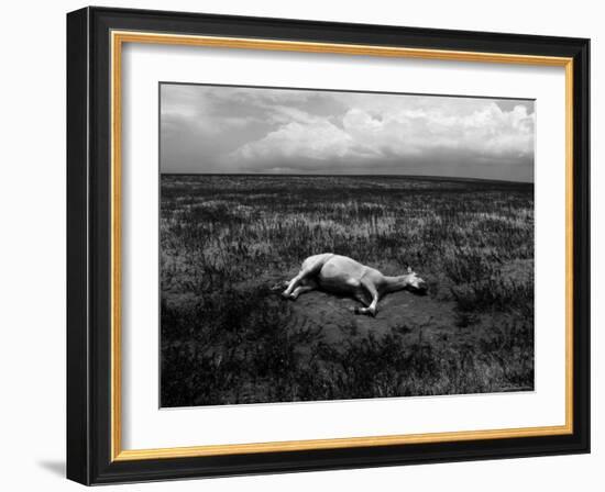 Horse Lying on Side in Field-Krzysztof Rost-Framed Photographic Print