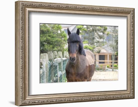 Horse, Madaket, Nantucket, Massachusetts, USA-Lisa S. Engelbrecht-Framed Photographic Print