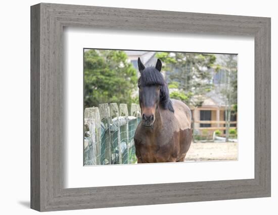 Horse, Madaket, Nantucket, Massachusetts, USA-Lisa S. Engelbrecht-Framed Photographic Print