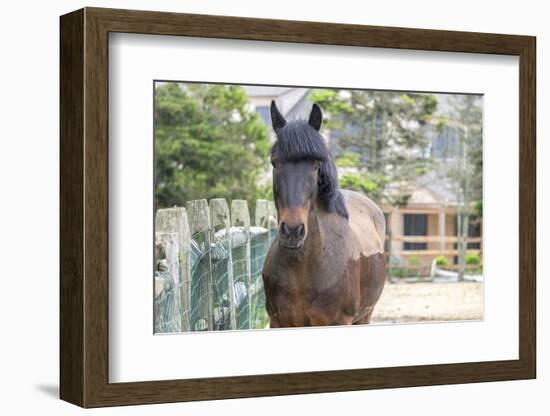 Horse, Madaket, Nantucket, Massachusetts, USA-Lisa S. Engelbrecht-Framed Photographic Print