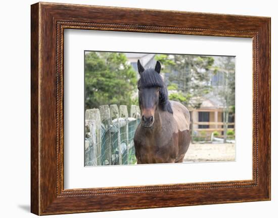 Horse, Madaket, Nantucket, Massachusetts, USA-Lisa S. Engelbrecht-Framed Photographic Print