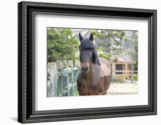 Horse, Madaket, Nantucket, Massachusetts, USA-Lisa S. Engelbrecht-Framed Photographic Print