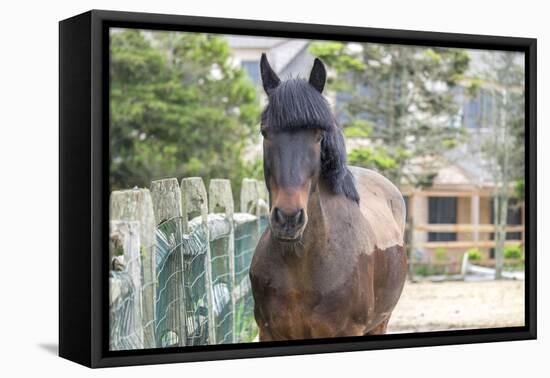 Horse, Madaket, Nantucket, Massachusetts, USA-Lisa S. Engelbrecht-Framed Premier Image Canvas