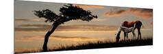 Photographic Print