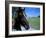 Horse near Ruin, County Cork, Kinsale, Ireland-Marilyn Parver-Framed Photographic Print