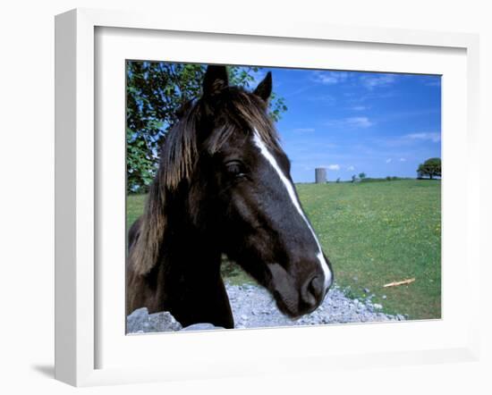 Horse near Ruin, County Cork, Kinsale, Ireland-Marilyn Parver-Framed Photographic Print
