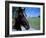 Horse near Ruin, County Cork, Kinsale, Ireland-Marilyn Parver-Framed Photographic Print