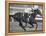 Horse of the Year, Kelso, Racing-George Silk-Framed Premier Image Canvas