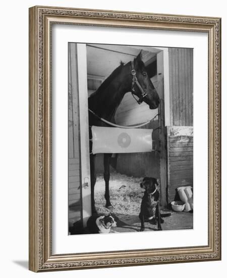 Horse of the Year, Kelso, Standing in His Stall-George Silk-Framed Photographic Print