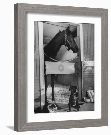 Horse of the Year, Kelso, Standing in His Stall-George Silk-Framed Photographic Print