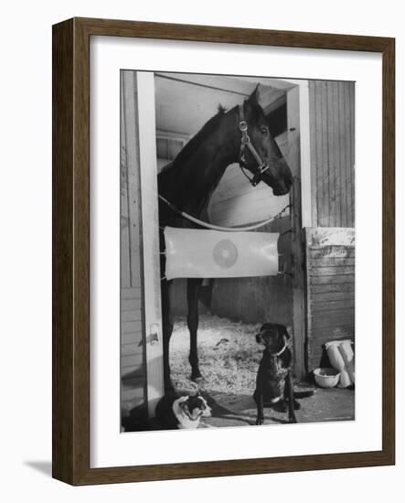 Horse of the Year, Kelso, Standing in His Stall-George Silk-Framed Photographic Print