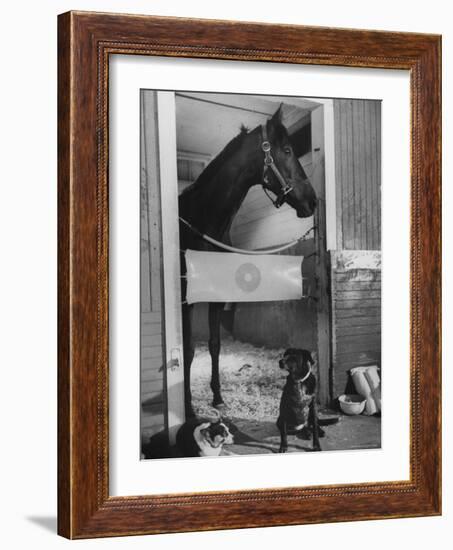 Horse of the Year, Kelso, Standing in His Stall-George Silk-Framed Photographic Print