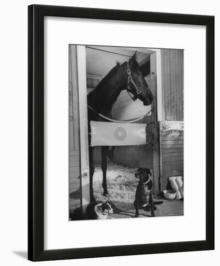 Horse of the Year, Kelso, Standing in His Stall-George Silk-Framed Photographic Print