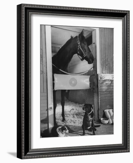 Horse of the Year, Kelso, Standing in His Stall-George Silk-Framed Photographic Print