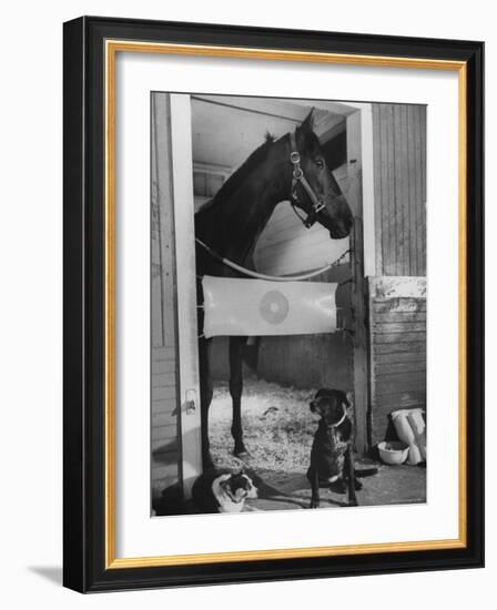 Horse of the Year, Kelso, Standing in His Stall-George Silk-Framed Photographic Print