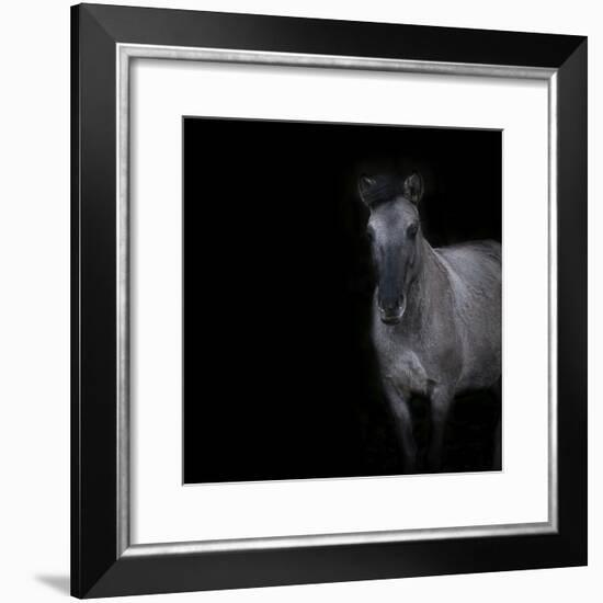 Horse on black background-Sue Demetriou-Framed Photographic Print