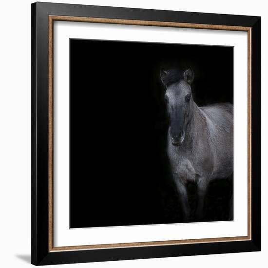 Horse on black background-Sue Demetriou-Framed Photographic Print