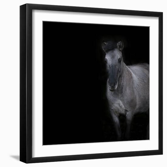 Horse on black background-Sue Demetriou-Framed Photographic Print