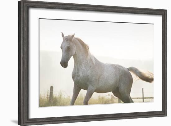 Horse On Freedom-conrado-Framed Photographic Print