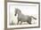 Horse On Freedom-conrado-Framed Photographic Print