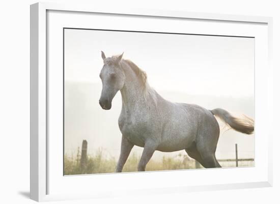 Horse On Freedom-conrado-Framed Photographic Print