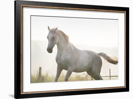 Horse On Freedom-conrado-Framed Photographic Print