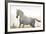 Horse On Freedom-conrado-Framed Photographic Print