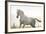 Horse On Freedom-conrado-Framed Photographic Print