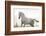 Horse On Freedom-conrado-Framed Photographic Print