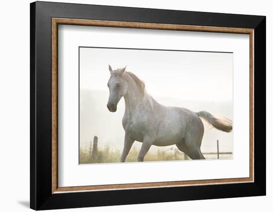 Horse On Freedom-conrado-Framed Photographic Print