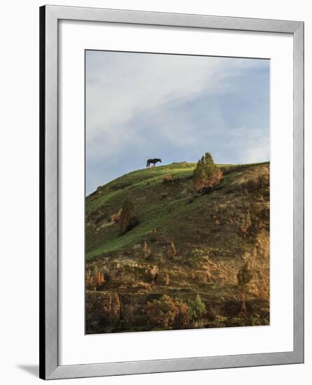 Horse on Hill (TRNP)-Galloimages Online-Framed Photographic Print