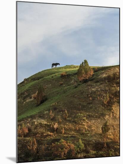 Horse on Hill (TRNP)-Galloimages Online-Mounted Photographic Print