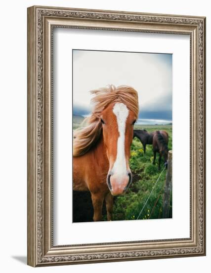 Horse Portrait, Icelandic Horses, High Country Iceland-Vincent James-Framed Photographic Print