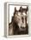 Horse Portrait III-David Drost-Framed Premier Image Canvas