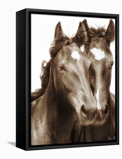 Horse Portrait III-David Drost-Framed Premier Image Canvas