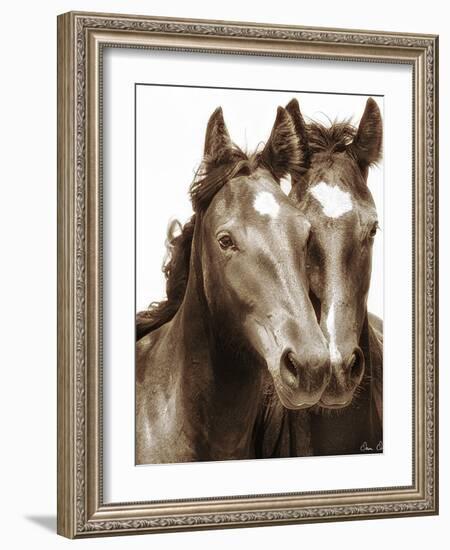 Horse Portrait III-David Drost-Framed Photographic Print