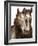 Horse Portrait III-David Drost-Framed Photographic Print