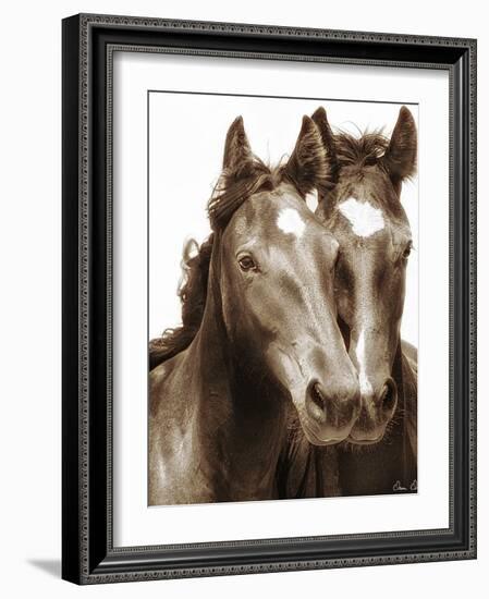 Horse Portrait III-David Drost-Framed Photographic Print