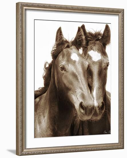 Horse Portrait III-David Drost-Framed Photographic Print