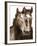 Horse Portrait III-David Drost-Framed Photographic Print