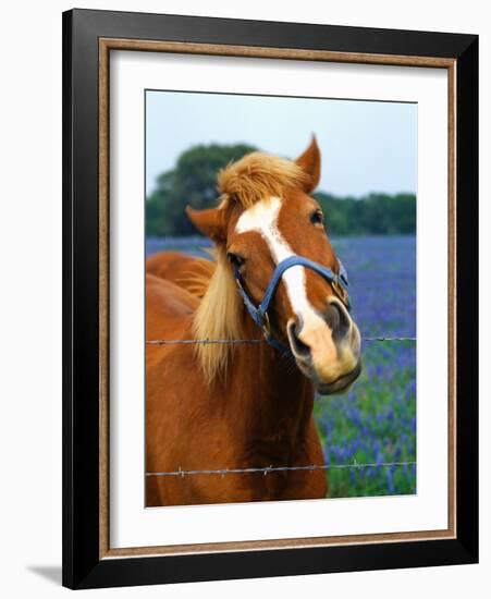 Horse Portrait-Darrell Gulin-Framed Photographic Print